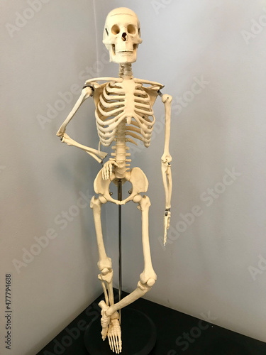 Skeleton Model