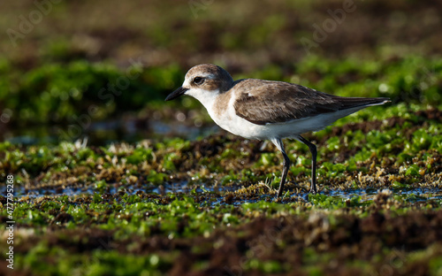 Lesser sand plover on rock. Charadrius mongolus. The lesser sand plover is a small wader in the plover family of birds.