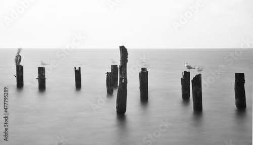 Seabirds appear as ghosts in a creative black and white long exposure of them sitting on old piling in the waters of Lake Pontchartrain. photo