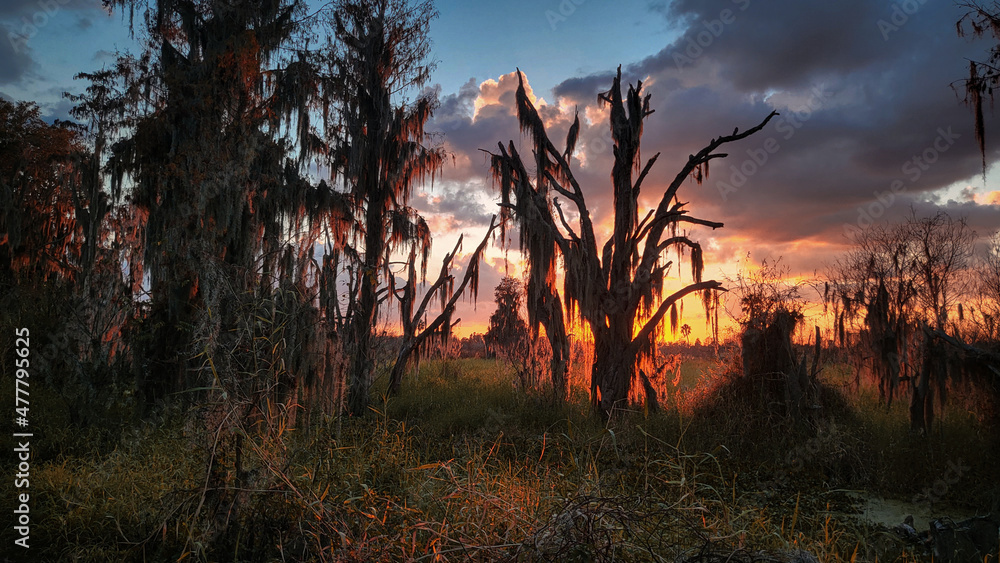 Sunset in the Swamp Trees