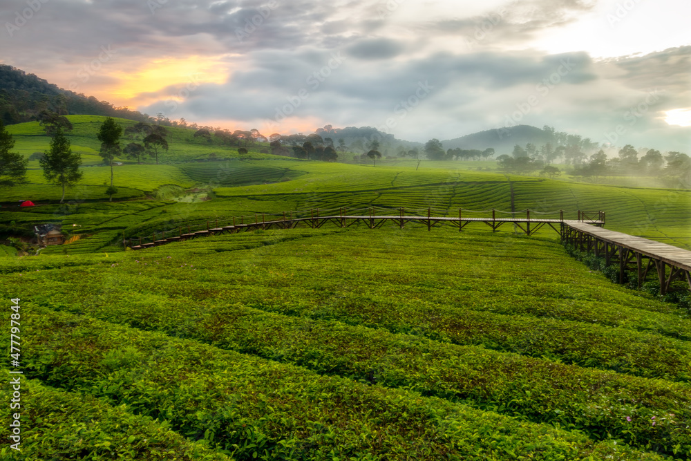 Beautiful view of sunrise over green tea garden in Riung Gunung, Bandung. Dreamy look effect, vignetting and out of focus effect.