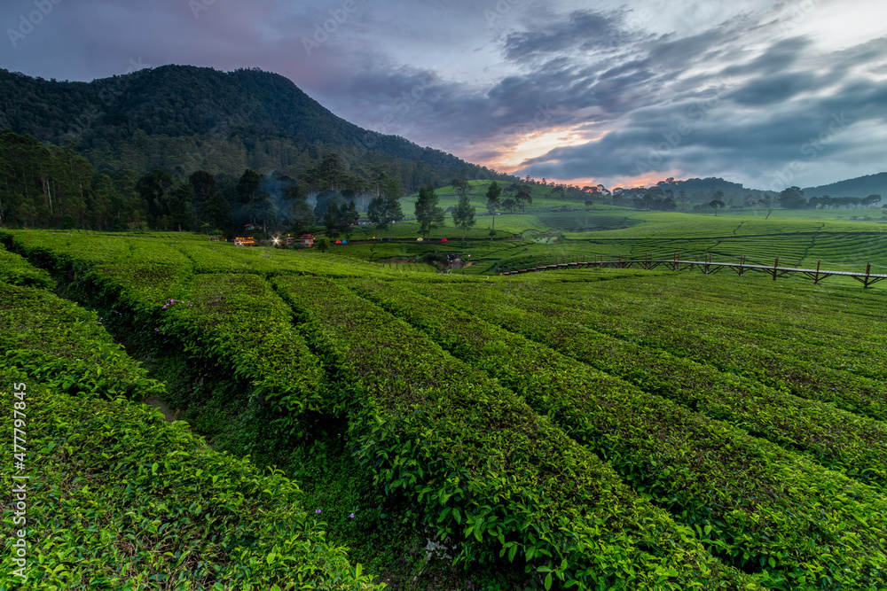 Beautiful views of the sunrise in a green tea garden in Riung Gunung, Bandung. With a backdrop of mountains and shady trees. Beautiful views of the sunrise in a green tea garden in Riung Gunung, Bandung. With a backdrop of mountains and shady trees.