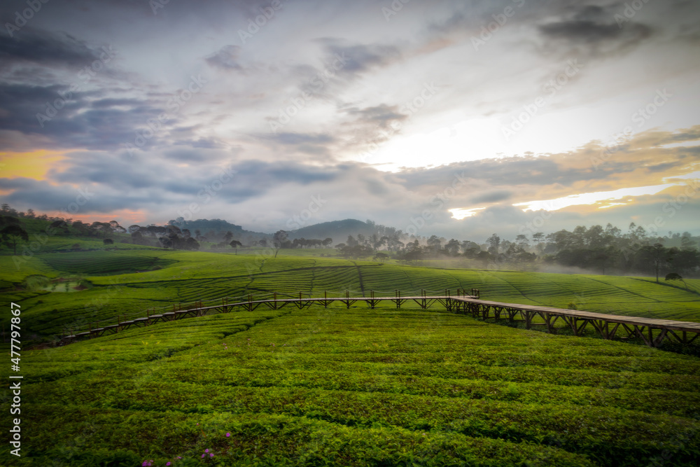 Beautiful view of sunrise over green tea garden in Riung Gunung, Bandung. Dreamy look effect, vignetting and out of focus effect.