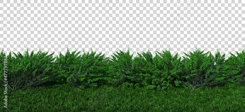 isolated isometric plant grass bush 3d rendering © safri