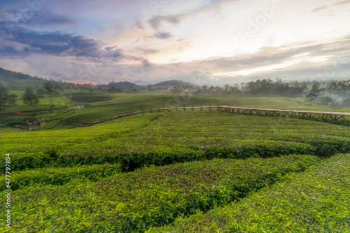 Beautiful views of the sunrise in a green tea garden at the Riung Gunung tourist spot, Bandung. The photo is out of focus and uses a dreamy look effect.
