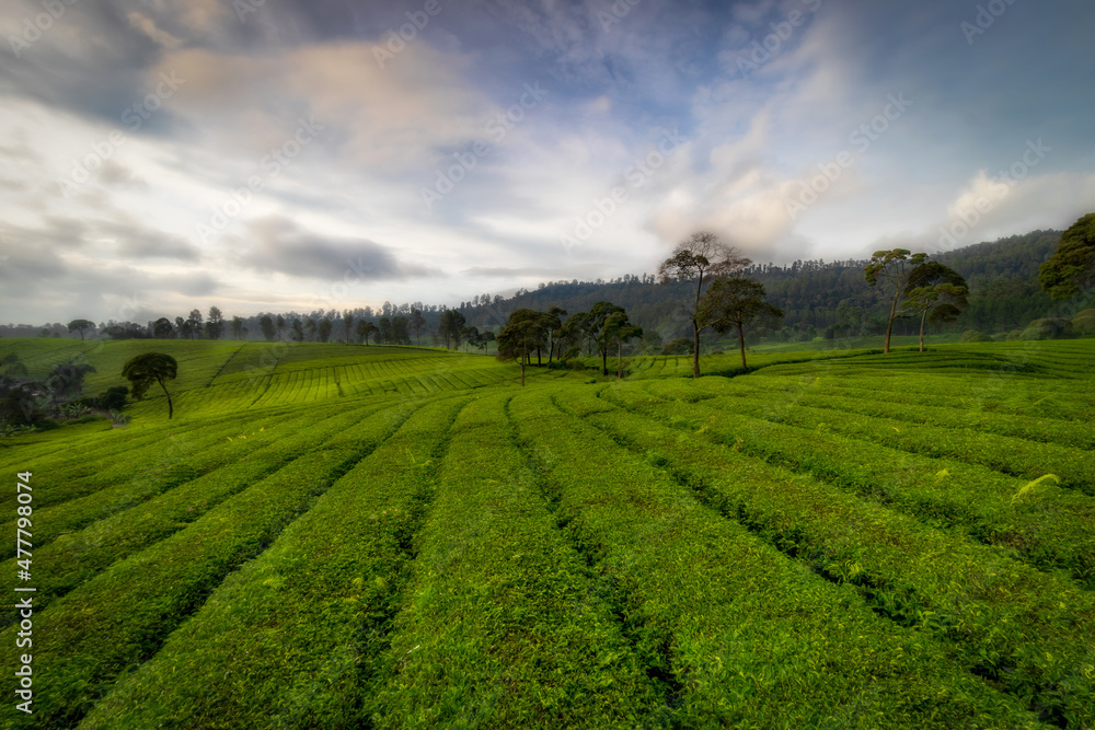 Abstract background of defocused expanse of green tea garden at Riung Gunung tourist spot, Bandung.
