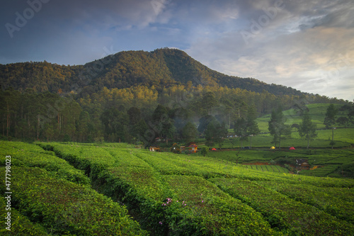 Beautifull view of the mountain with shady trees and expanse of green tea gardens at the Riung Gunung Bandung tourist spot.