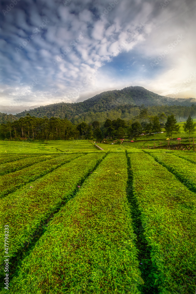 Abstract background defocused over green tea gardens and mountains.