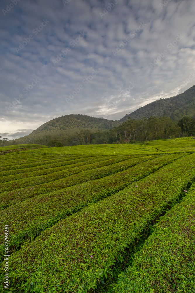 Abstract background unfocused, beautifull view of green tea gardens and mountains.