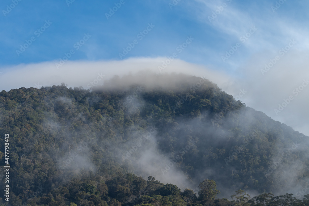A thin mist was covering the mountain forest.