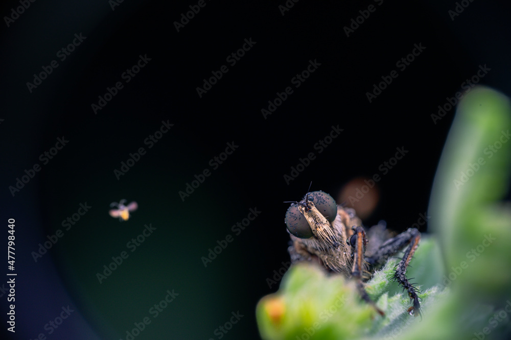details of the head of the robber fly.
beautiful robber fly head taken at close range (Macro) details of the head of the robber fly.
beautiful robber fly head taken at close range (Macro)