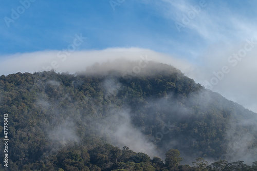 A thin mist was covering the mountain forest.