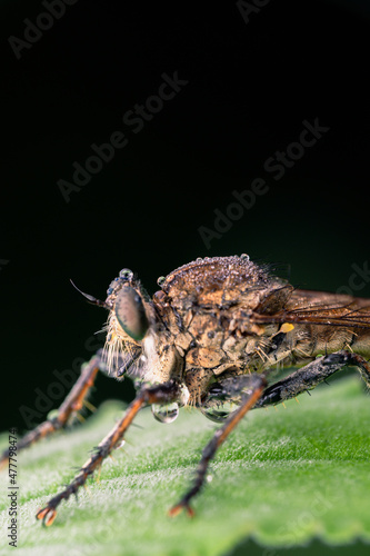 details of the head of the robber fly. beautiful robber fly head taken at close range (Macro)