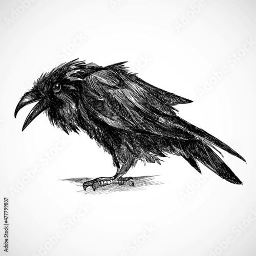 Hand draw raven sketch design