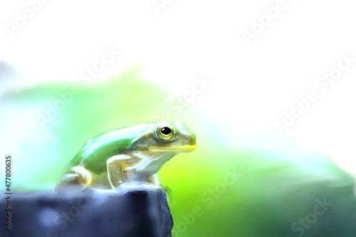 水彩画のカエル © 学 山下