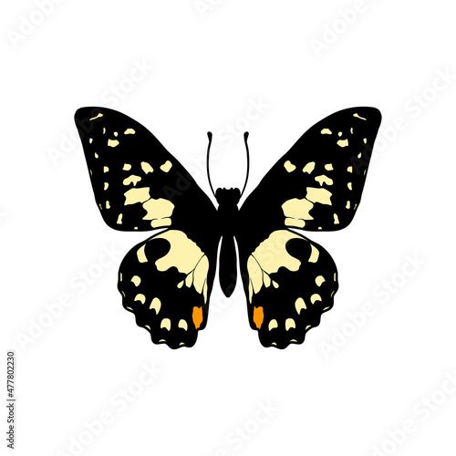Vector drawing lime butterfly, Papilio demoleus, hand drawn illustration