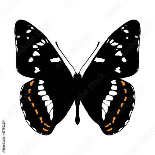 Vector drawing poplar admiral butterfly, hand drawn illustration
