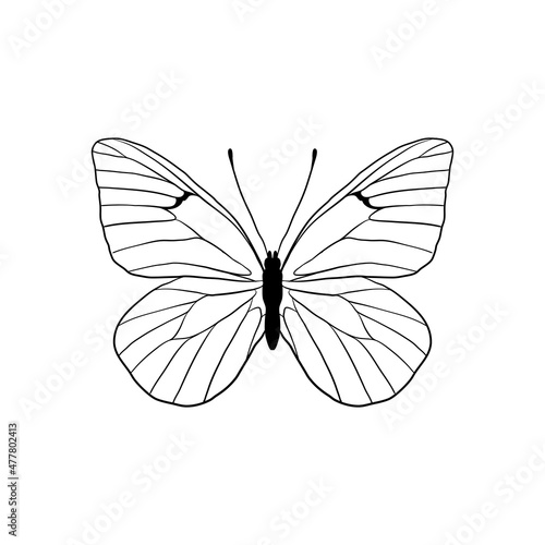 vector drawing black-veined white butterfly, Aporia crataegi, hand drawn illustration
