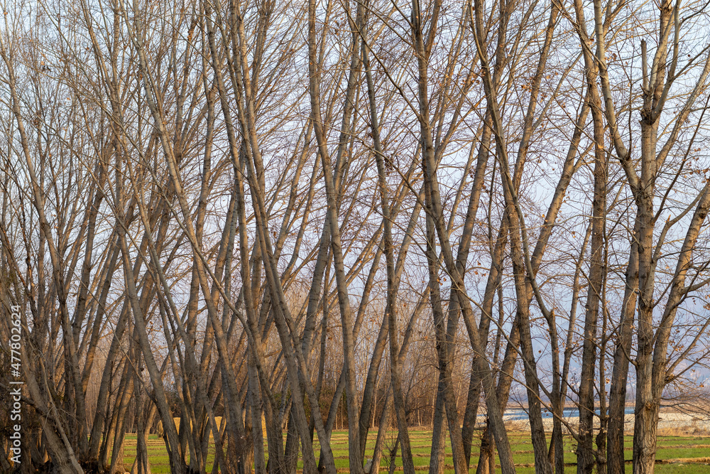 Poplar trees with no leaves in autumn season in december Poplar trees with no leaves in autumn season in december