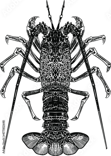 vector illustration of the lobster, crayfish on the white background 