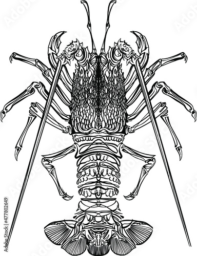 vector illustration of the lobster, crayfish on the white background 
