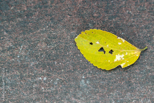 泣いている顔に見える葉っぱ　東京、赤坂5丁目の街の風景