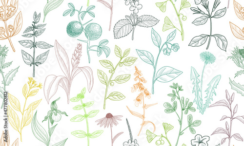vector drawing floral seamless pattern  natural background with medicinal plants  hand drawn illustration