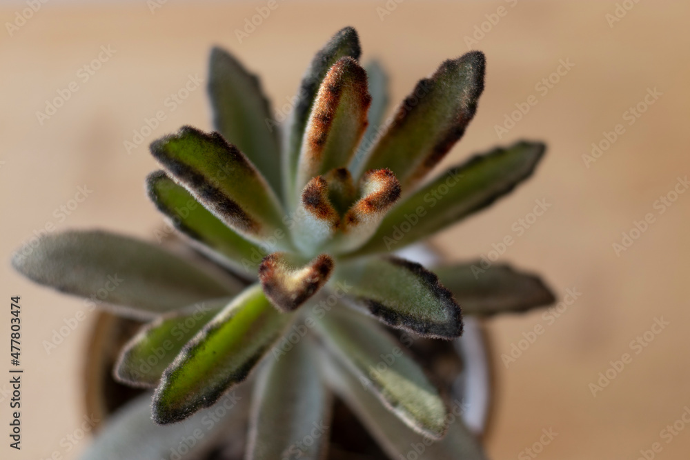 Closeup view of a Kalanchoe Tomentosa plant Closeup view of a Kalanchoe Tomentosa plant