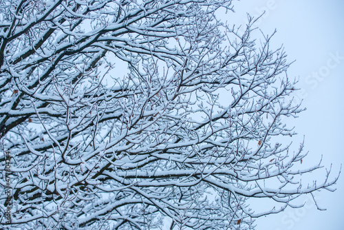 Snow covered branch against snowy background. Tree branch in snow. Ice tree branches in winter.