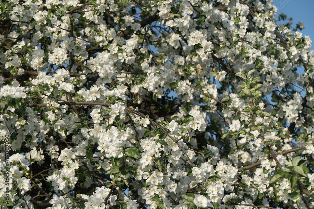 Beautiful floral apple trees over blue sky in spring park.. Beautiful floral apple trees over blue sky in spring park..
