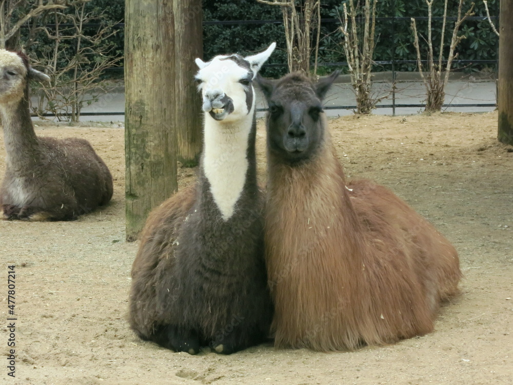 Obraz premium An intimate couple of Llama sitting next to each other.