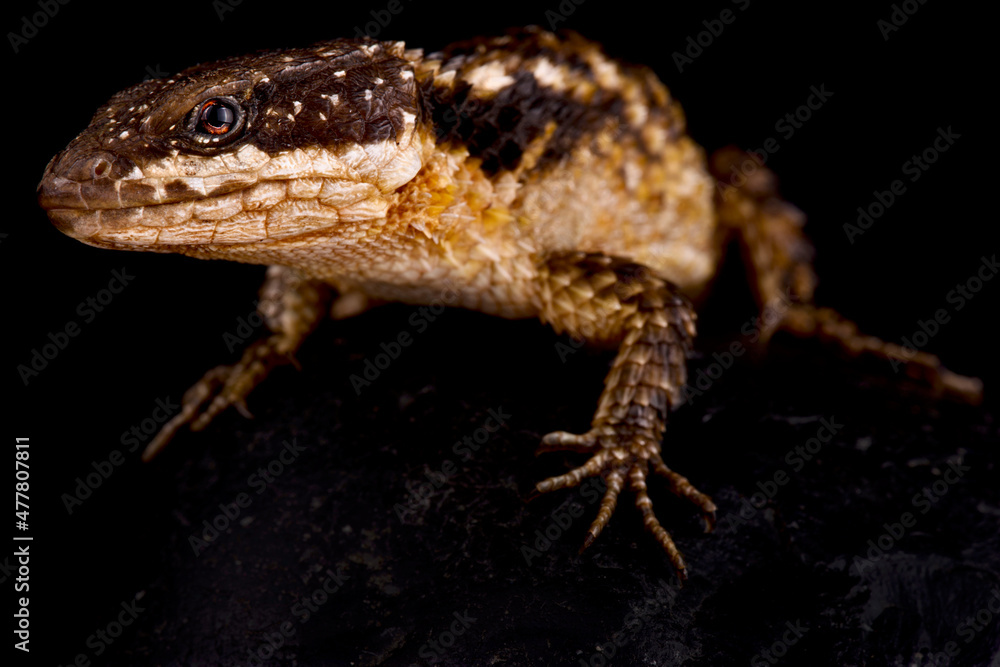 Obraz premium Tropical Girdled Lizard (Cordylus tropidosternum)
