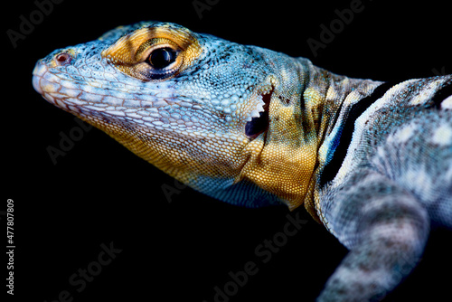 Baja California Rock Lizard  (Petrosaurus thalassinus) photo