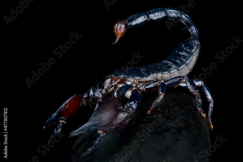 Tanzanian Red Clawed Scorpion (Pandinus cavimanus) Fototapet
