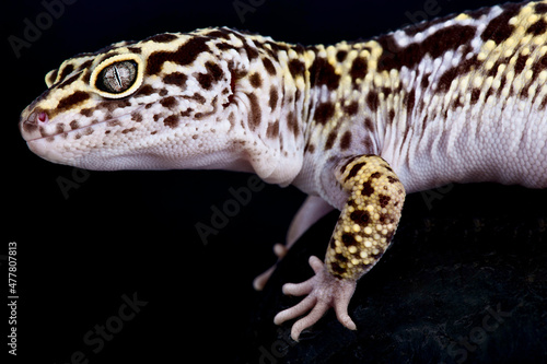 Satpura leopard gecko (Eublepharis satpuraensis)