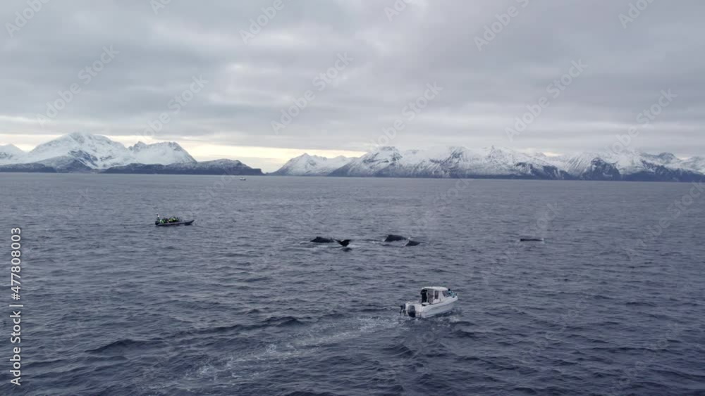 Aerial view of humpback whales diving around whale watching boats in norwegian fjord Aerial view of humpback whales diving around whale watching boats in norwegian fjord