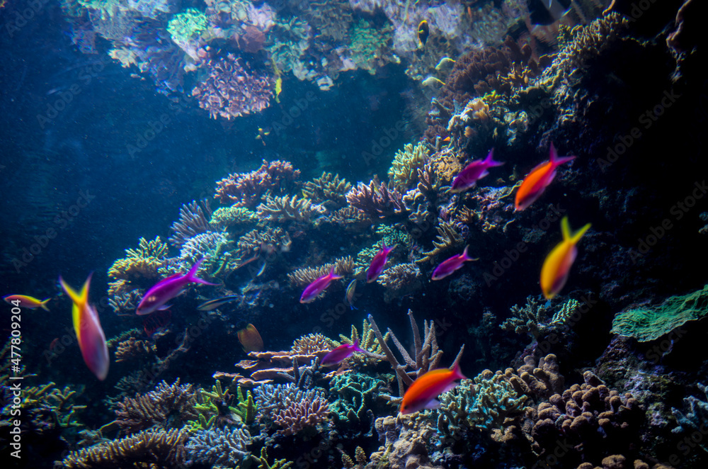 Naklejka premium anemone underwater