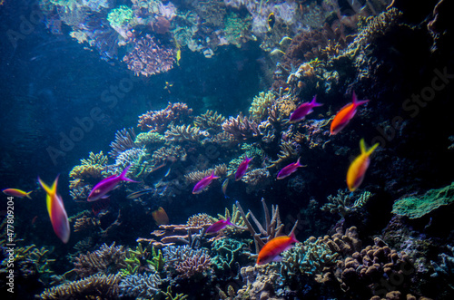 Fototapeta Naklejka Na Ścianę i Meble -  anemone underwater