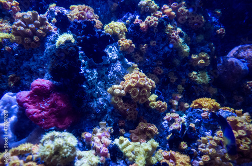 anemone underwater