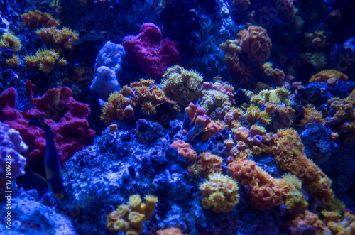 Fototapeta Naklejka Na Ścianę i Meble -  anemone underwater