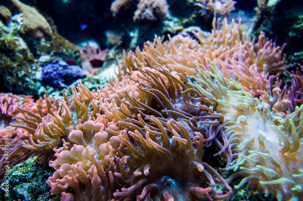 anemone underwater anemone underwater