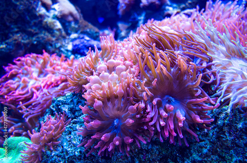 beautiful anemone underwater