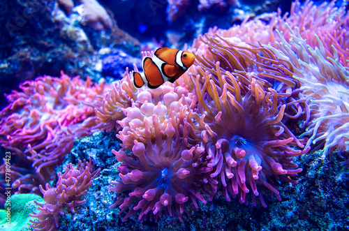 beautiful anemone underwater Fotobehang