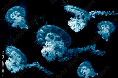 Fototapeta Naklejka Na Ścianę i Meble -  jellyfish undersea