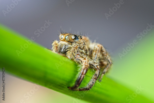 spider on tree leaf background, macro spider on leaf, animal in wild, lurking on a leaf