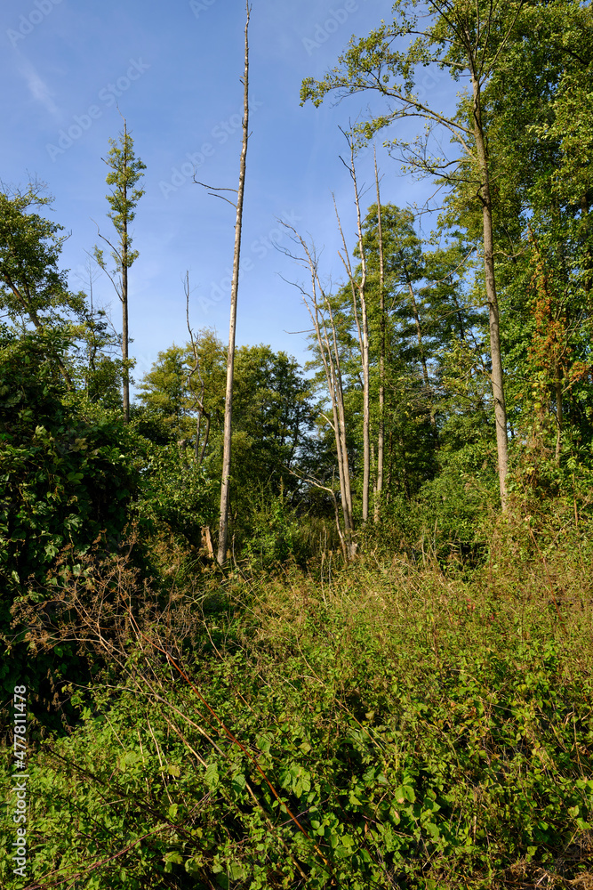 Fototapeta premium Landschaft und Baggerseen bei Dörfleins, Teil des LIFE-Naturprojekt Oberes Maintal, Stadt Hallstadt, Landkreis Bamberg, Oberfranken, Franken, Bayern, Deutschland
