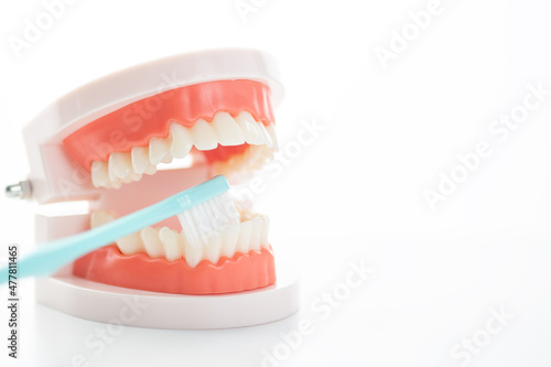 歯の模型ブラッシング指導イメージ02