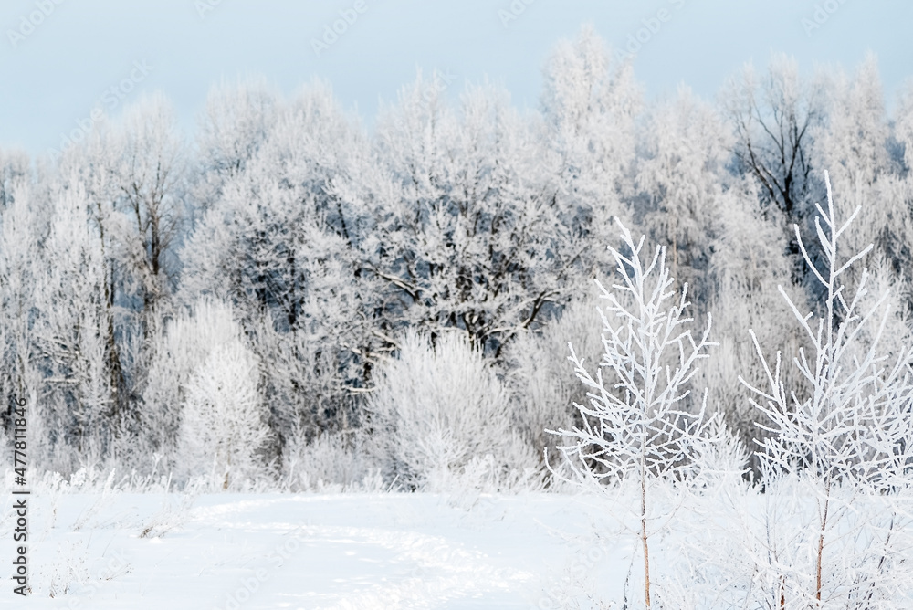 Forest covered with hoarfrost winter landscape Forest covered with hoarfrost winter landscape