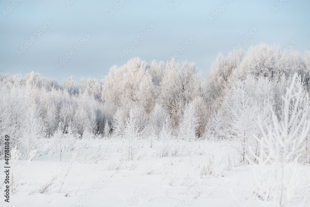 Forest covered with hoarfrost winter landscape Forest covered with hoarfrost winter landscape