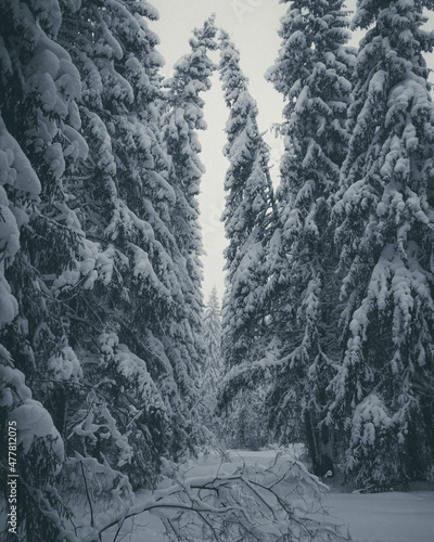 winter